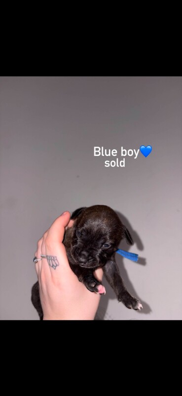 Staffordshire Bull Terrier Puppies - Image 5 of 6