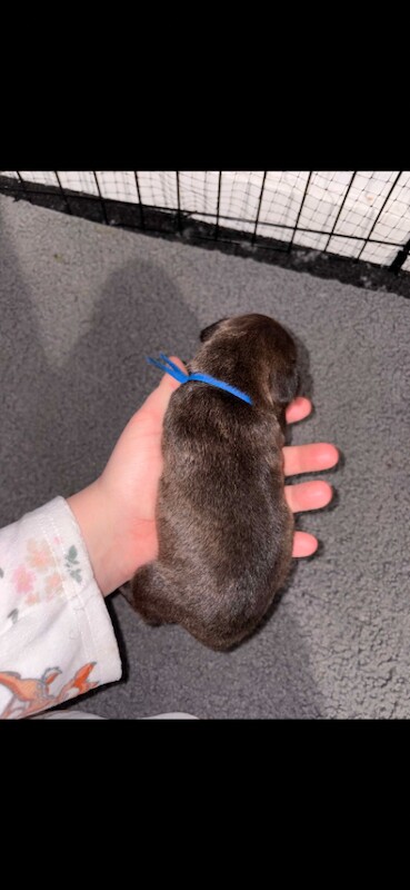 Staffordshire Bull Terrier Puppies - Image 6 of 6
