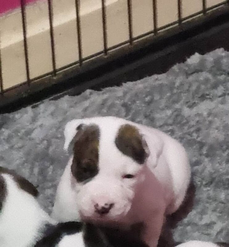 Staffordshire Bull Terrier Puppies - Image 2 of 3