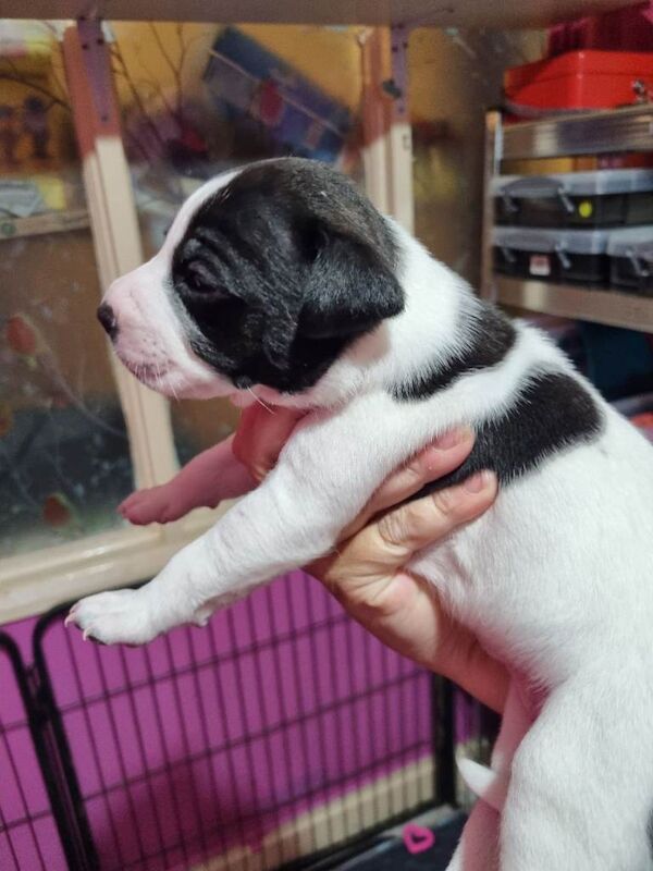 Staffordshire Bull Terrier Puppies - Image 3 of 3