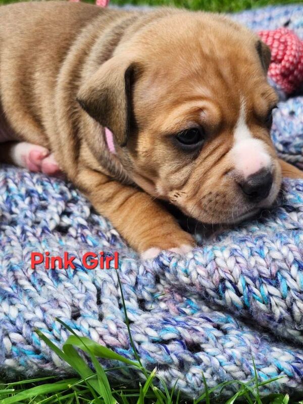 Staffie Puppies For Sale