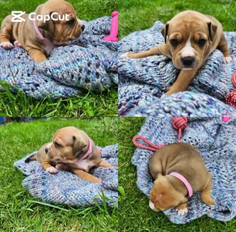 Staffordshire bull terrier puppies - Image 2 of 4