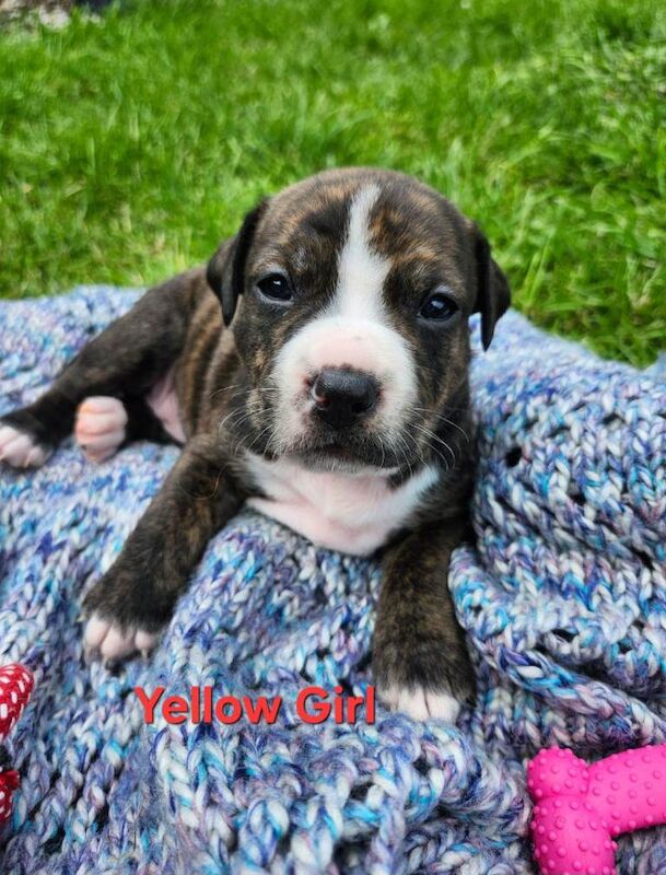 Staffordshire bull terrier puppies - Image 3 of 4