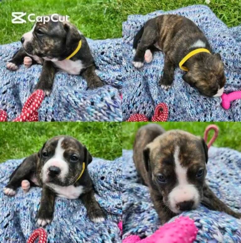 Staffordshire bull terrier puppies - Image 4 of 4