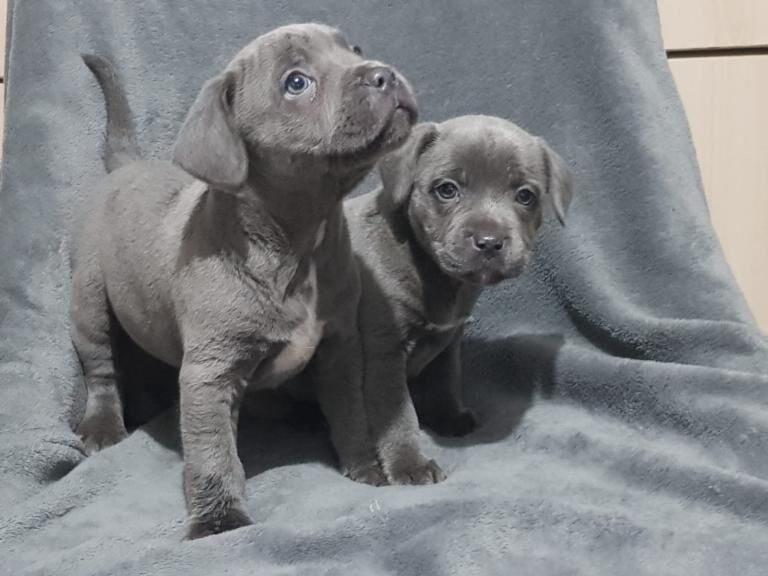 Staffordshire bull terrier puppies