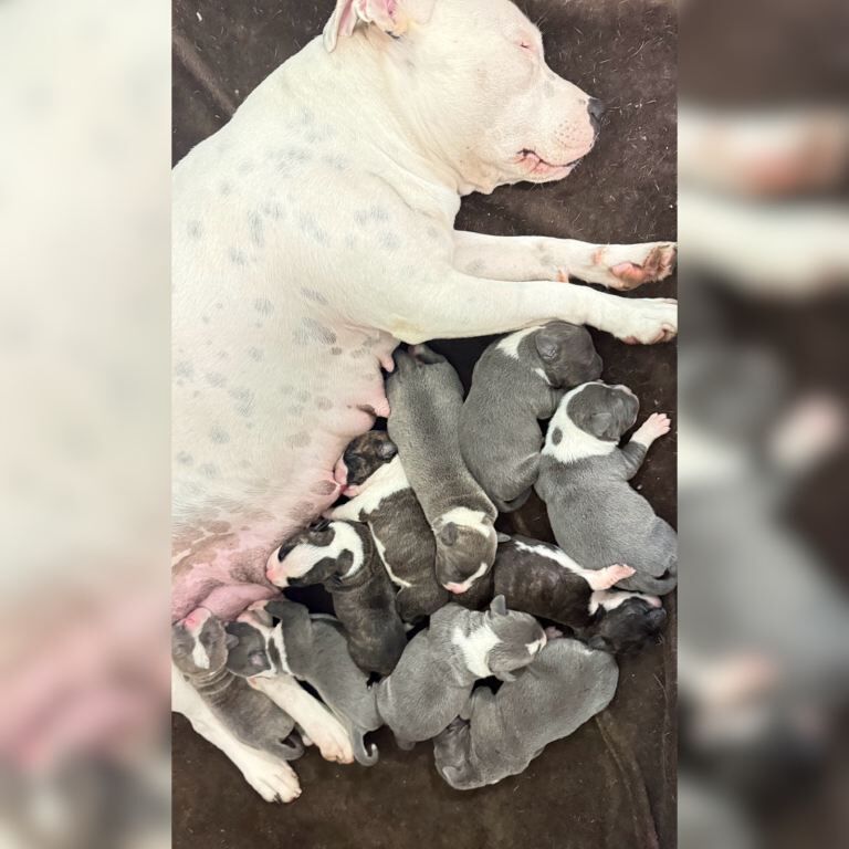 Staffordshire bull terrier puppies