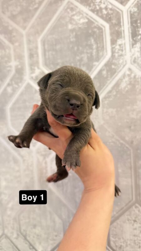 Staffordshire bull terrier puppies - Image 2 of 4