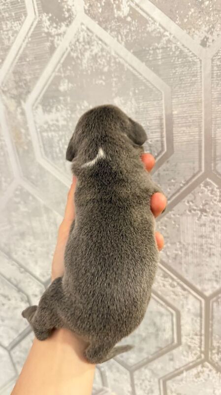 Staffordshire bull terrier puppies - Image 3 of 4