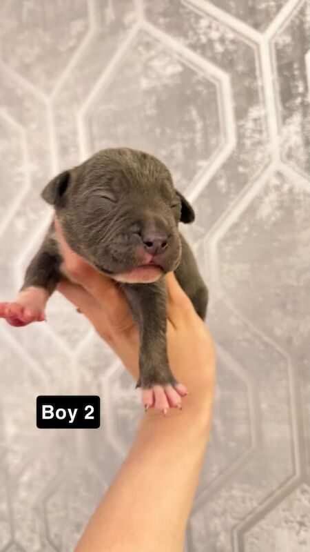 Staffordshire bull terrier puppies - Image 4 of 4