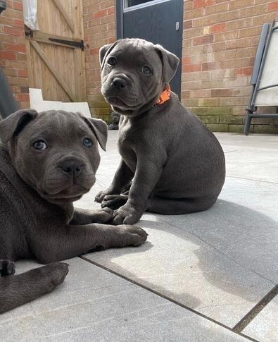 staffordshire bull terrier puppies for sale - Image 2 of 3