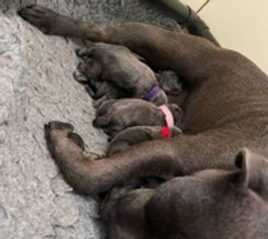 staffordshire bull terrier puppies for sale - Image 3 of 3