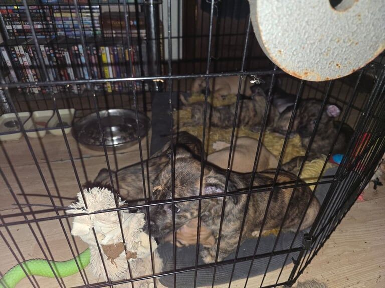 Staffordshire Bull Terrier puppies for sale in Dundee, City of Dundee – 8 weeks old