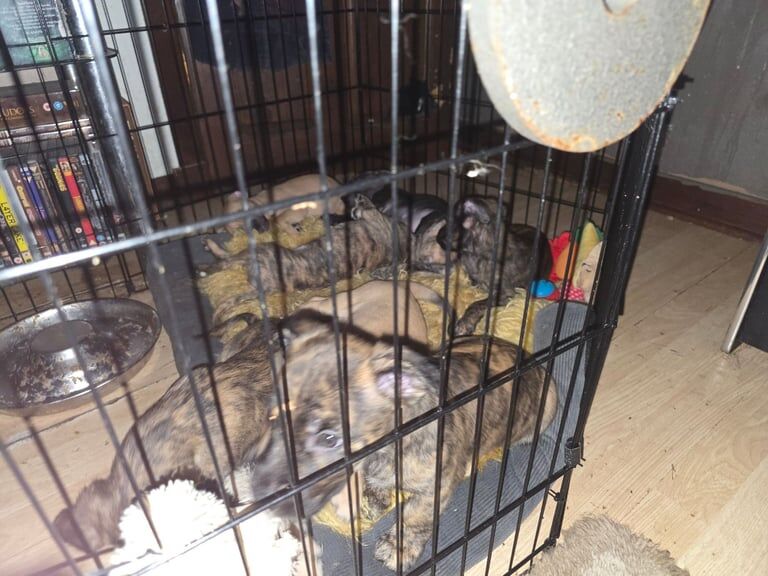 Staffordshire Bull Terrier puppies for sale in Dundee, City of Dundee – 8 weeks old - Image 2 of 3