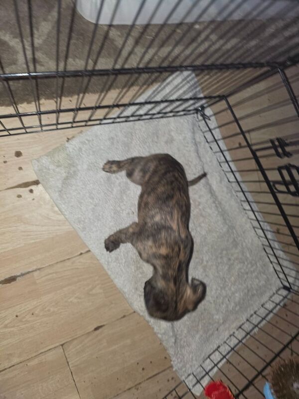 Staffordshire Bull Terrier puppies for sale in Dundee, City of Dundee – 8 weeks old - Image 3 of 3