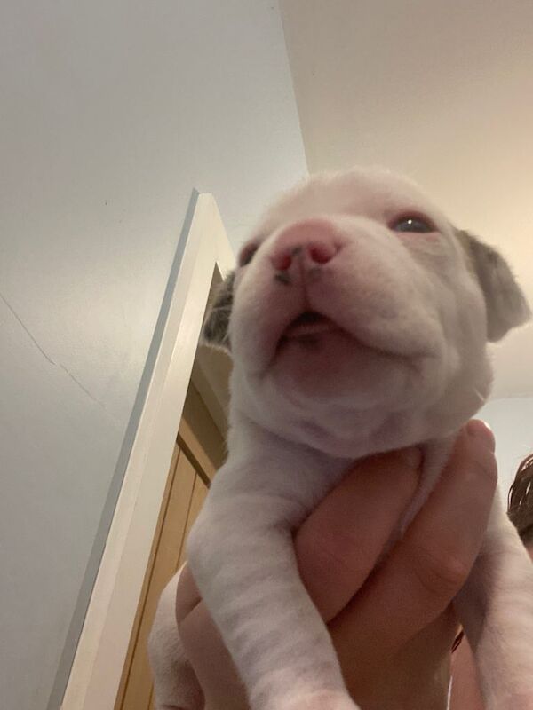 Staffordshire Bull Terrier puppies for sale in Swansea / Abertawe, West Glamorgan – 6 weeks old - Image 2 of 3