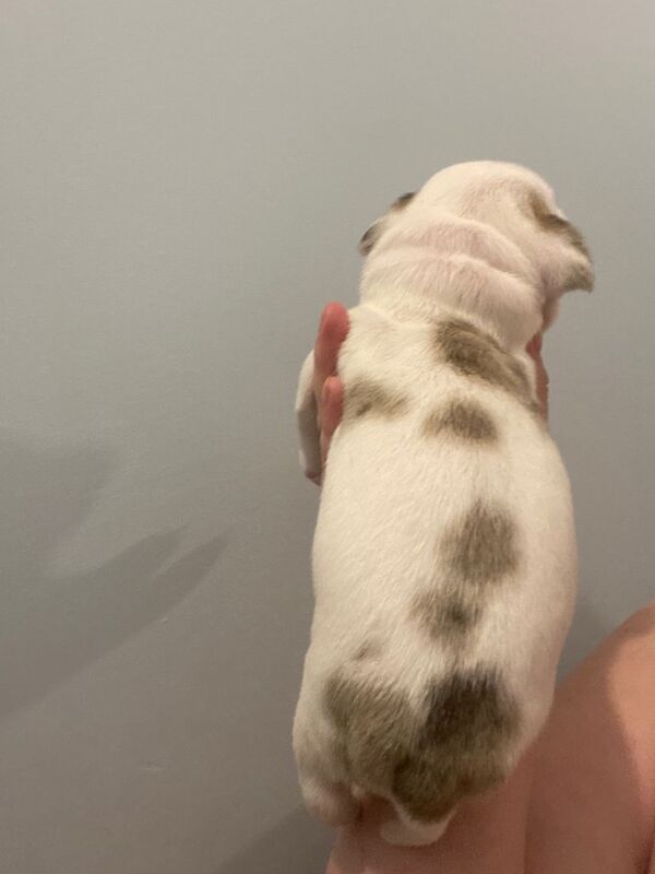 Staffordshire Bull Terrier puppies for sale in Swansea / Abertawe, West Glamorgan – 6 weeks old - Image 3 of 3