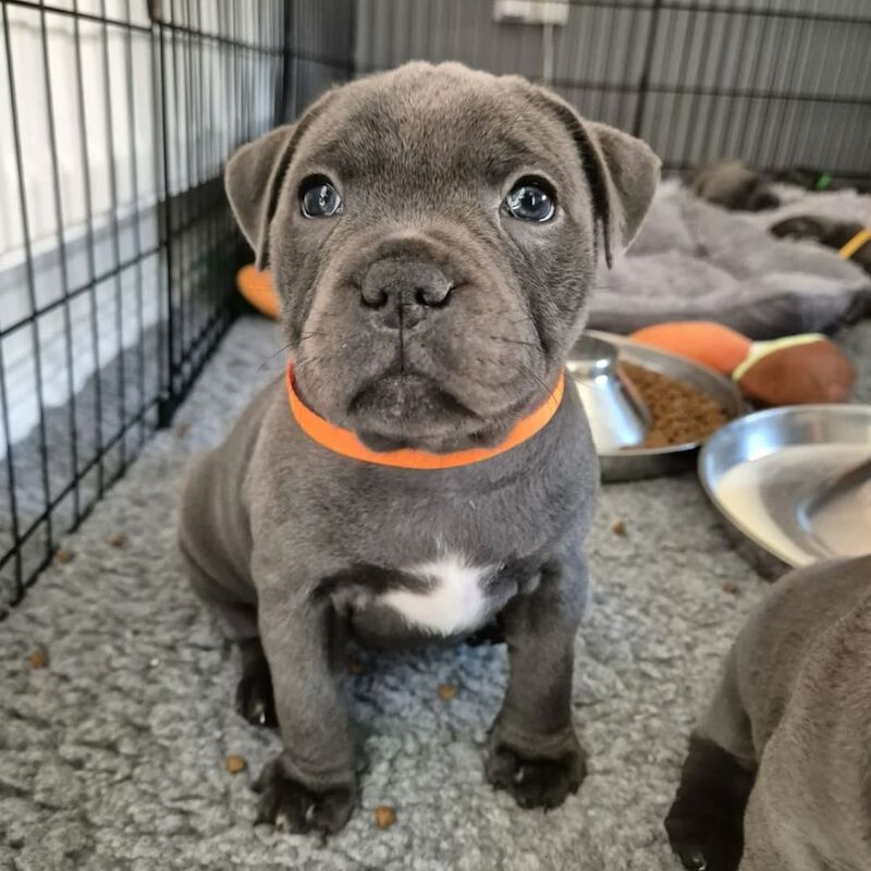 Staffordshire bull terrier puppies KC registered for sale in Essex