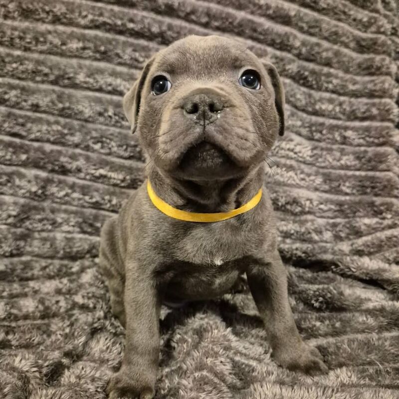 Staffordshire bull terrier puppies KC registered for sale in Essex | Image 3