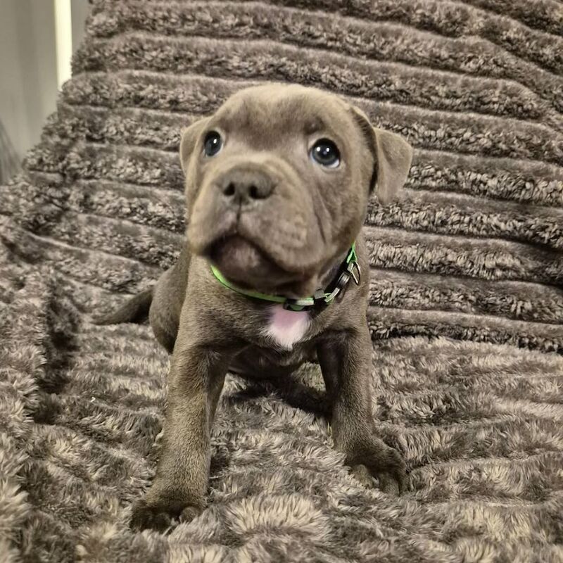 Staffordshire bull terrier puppies KC registered for sale in Essex | Image 4