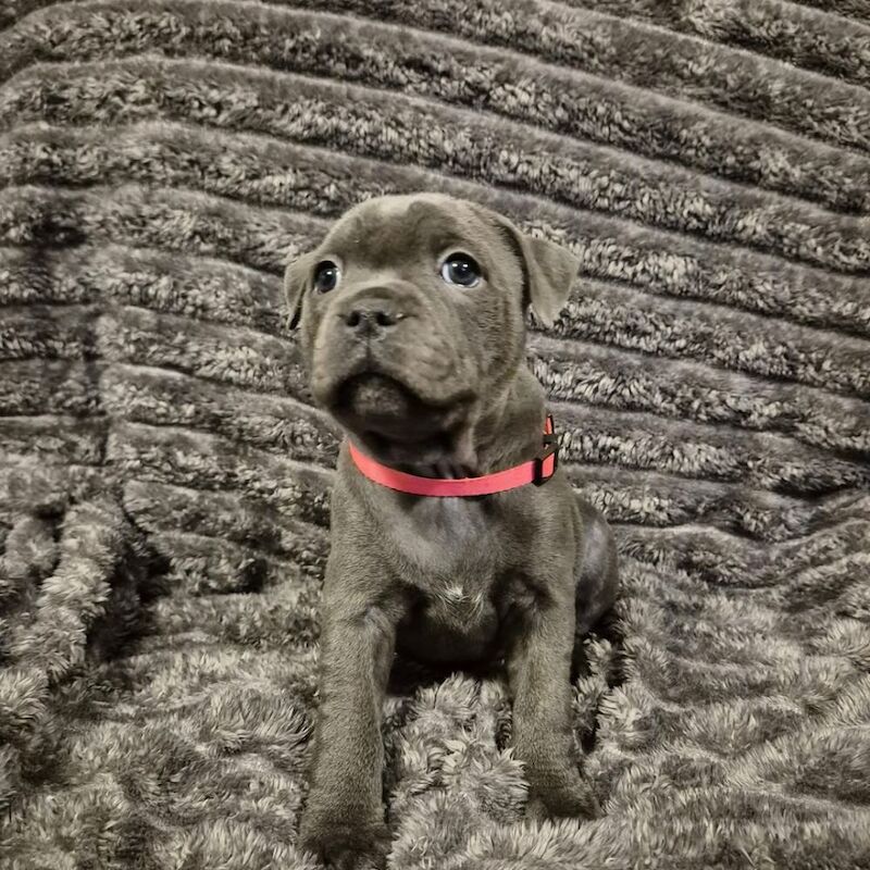 Staffordshire bull terrier puppies KC registered for sale in London 