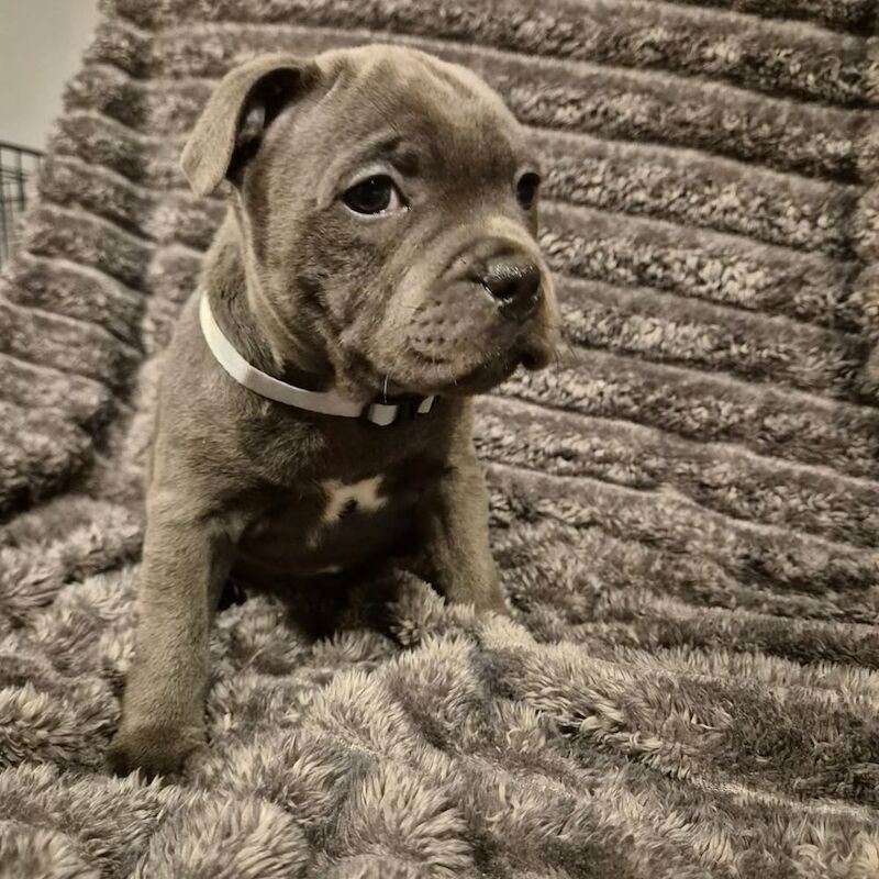 Staffordshire bull terrier puppies KC registered for sale in London | Image 2