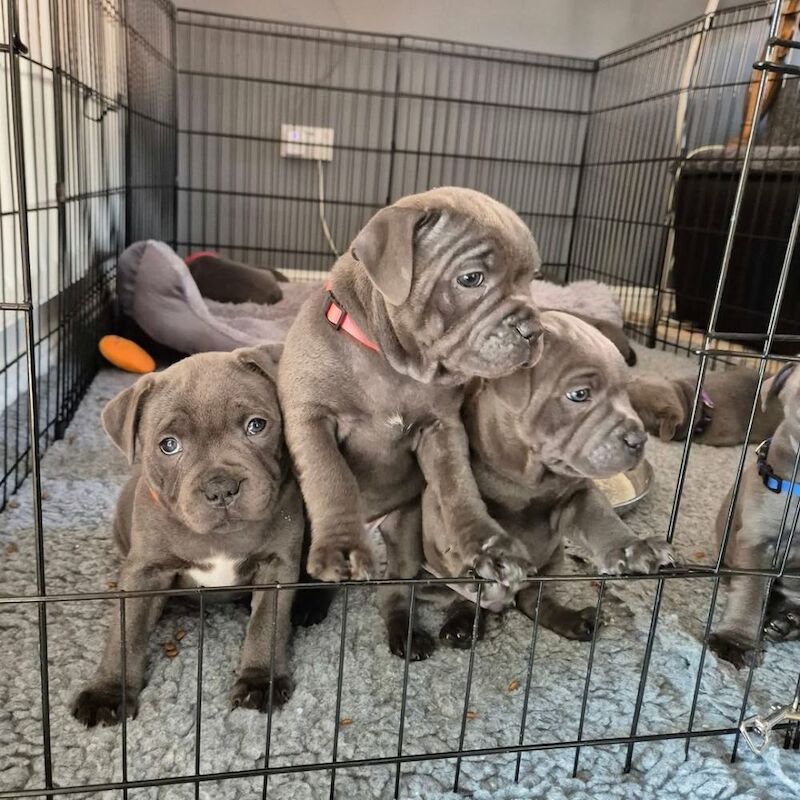 Staffordshire bull terrier puppies KC registered for sale in London | Image 3