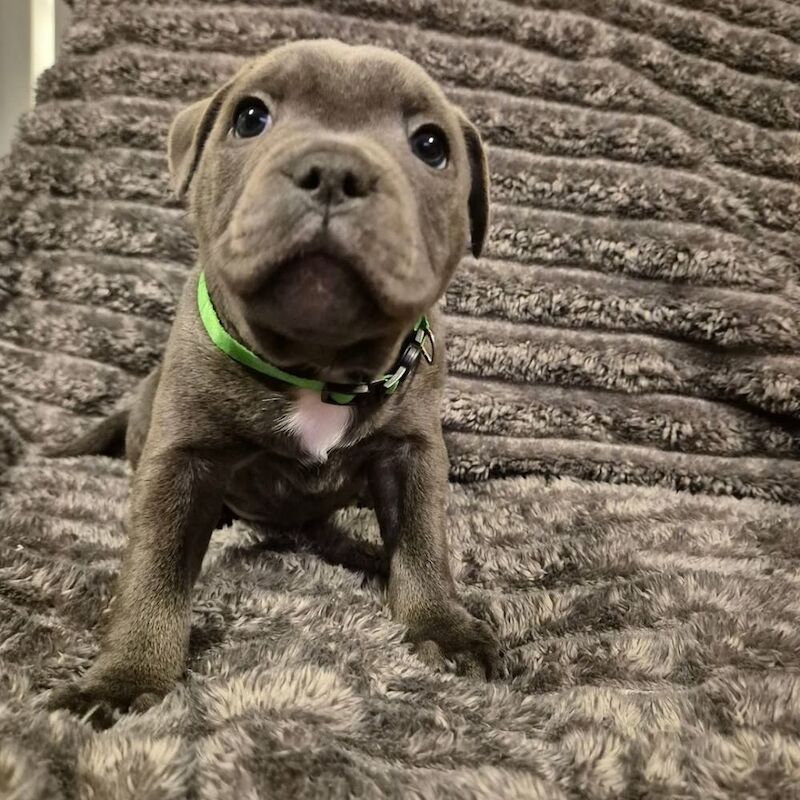 Staffordshire bull terrier puppies KC registered for sale in London | Image 4