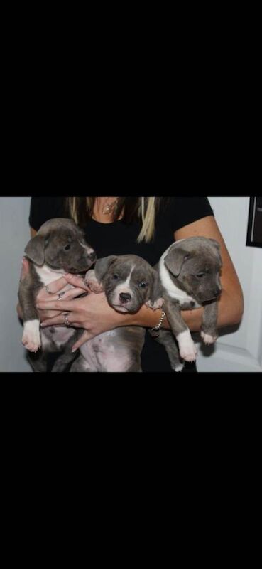 Staffordshire Bull Terrier puppies for sale in Johnstone, Renfrewshire – KC registered, 11 weeks old