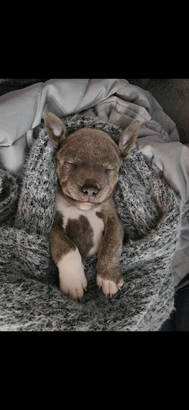Staffordshire Bull Terrier puppies for sale in Johnstone, Renfrewshire – KC registered, 7 weeks old - Image 2 of 3