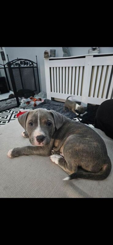 Staffordshire Bull Terrier puppies for sale in Johnstone, Renfrewshire – KC registered, 7 weeks old - Image 3 of 3