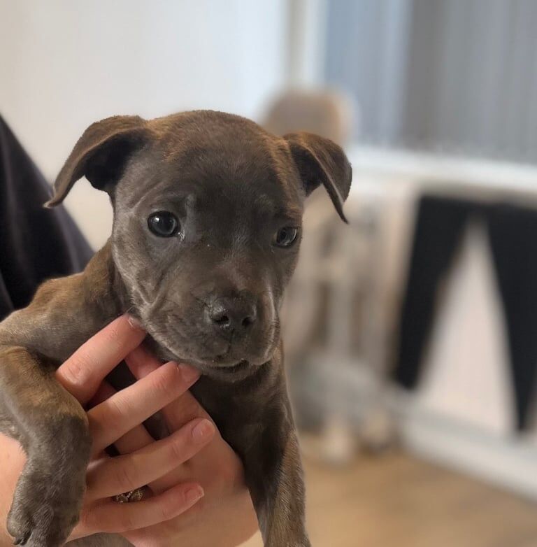 Staffordshire bull terrier puppy for sale in Catterick Garrison, North Yorkshire
