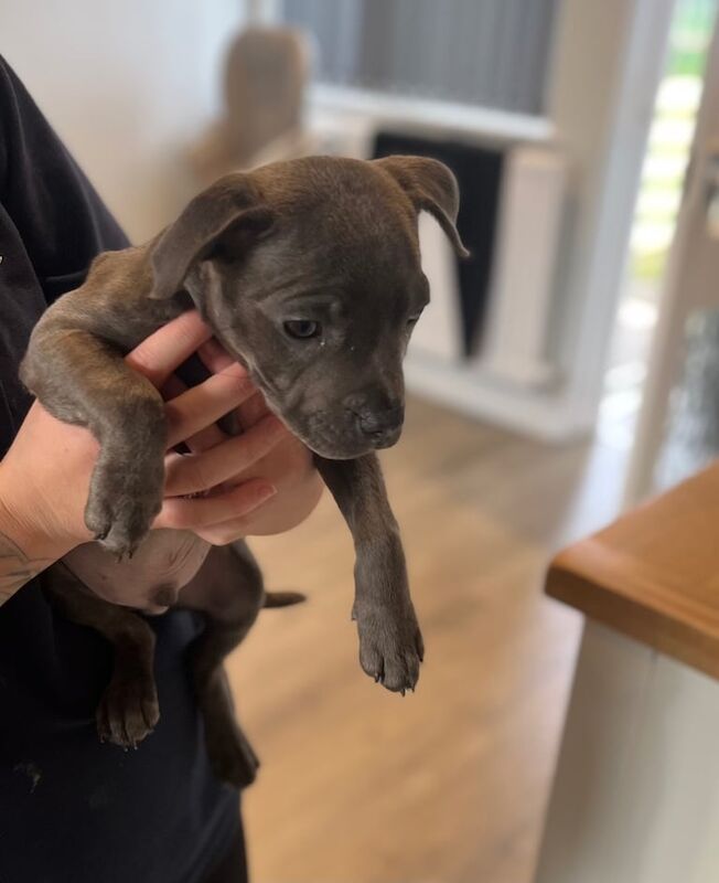 Staffordshire bull terrier puppy for sale in Catterick Garrison, North Yorkshire | Image 2