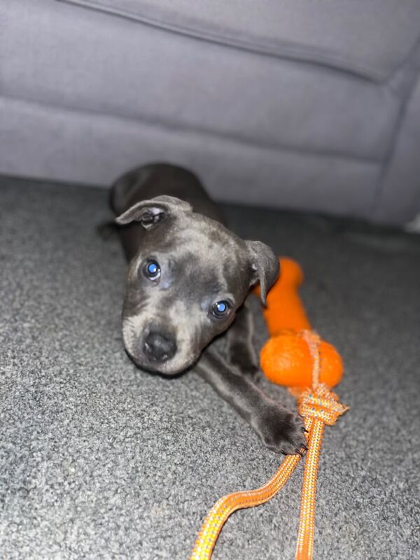 Staffordshire bull terrier puppy for sale in Catterick Garrison, North Yorkshire | Image 3