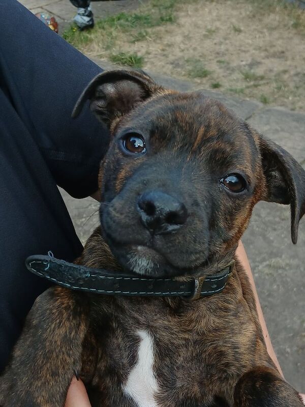 Staffordshire Bull Terrier puppies for sale in Balderton, Nottinghamshire โ 10 weeks old