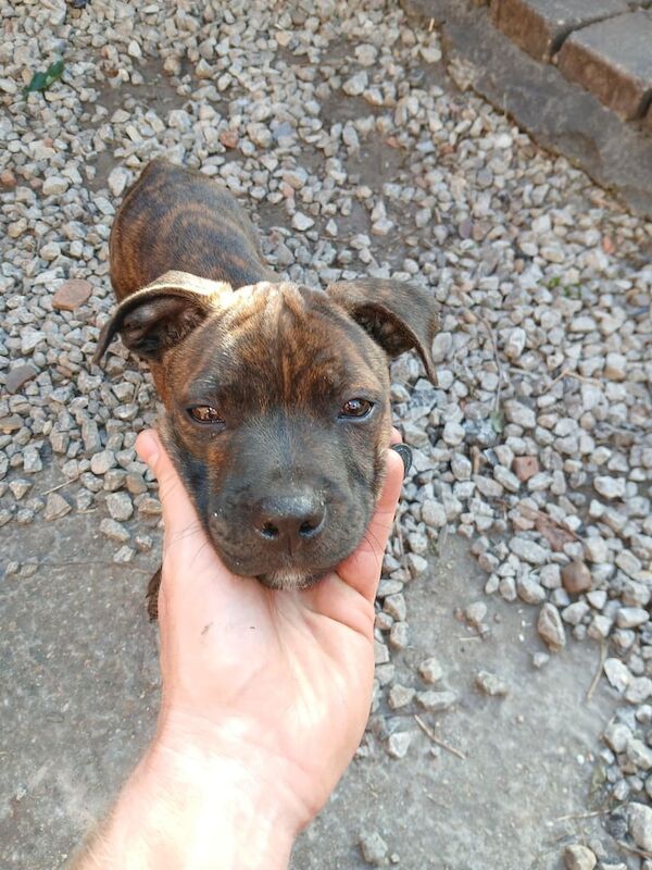 Staffordshire Bull Terrier puppies for sale in Balderton, Nottinghamshire – 11 weeks old - Image 2 of 3
