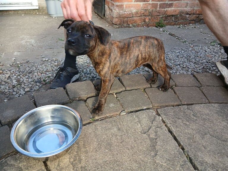 Staffordshire Bull Terrier puppies for sale in Balderton, Nottinghamshire – 11 weeks old - Image 3 of 3
