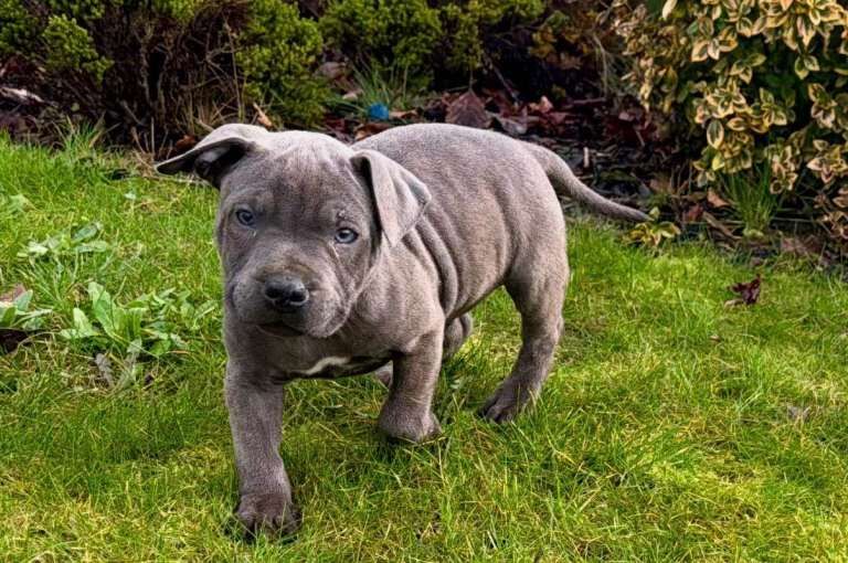 Staffie Puppies For Sale