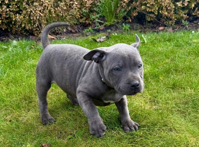 Staffordshire bull Terrier puppy - Image 4 of 6