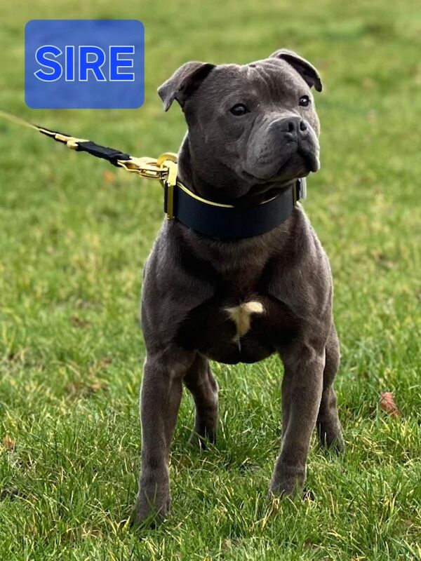 Staffordshire bull Terrier puppy - Image 5 of 6