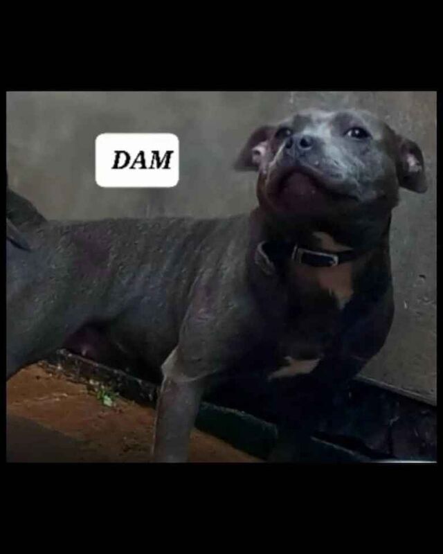 Staffordshire bull Terrier puppy - Image 6 of 6