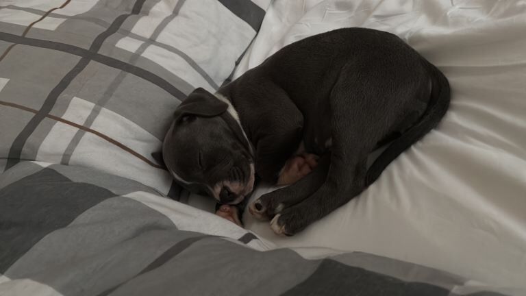 Staffordshire Bull Terrier puppies for sale in Sefton Park, Merseyside – 8 weeks old
