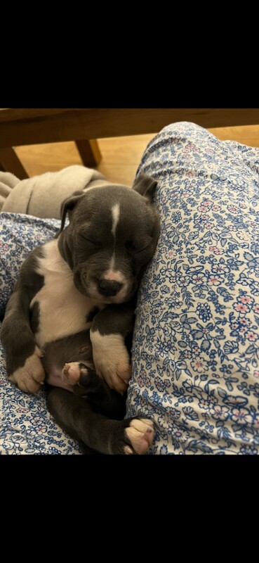 Staffordshire Bull Terrier Puppy – 8 Weeks - Image 2 of 6