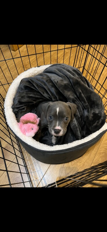 Staffordshire Bull Terrier Puppy – 8 Weeks - Image 3 of 6