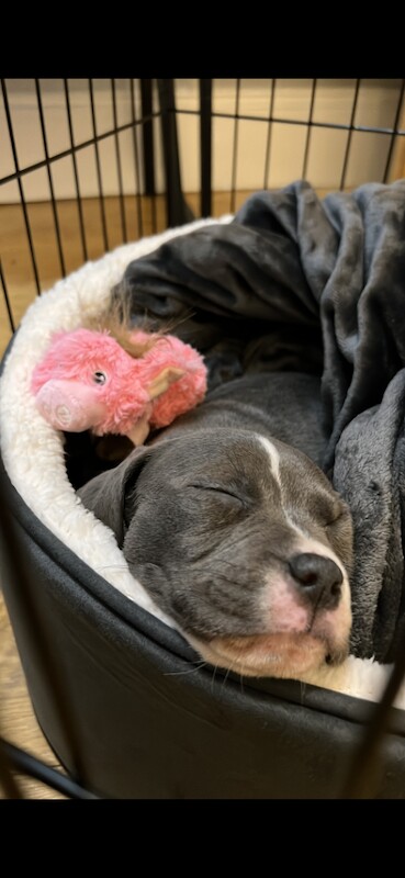 Staffordshire Bull Terrier Puppy – 8 Weeks - Image 4 of 6