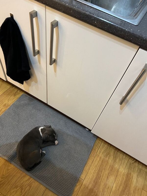 Staffordshire Bull Terrier Puppy – 8 Weeks - Image 5 of 6