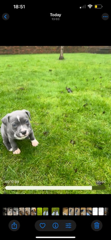 Staffordshire Bull Terrier Puppy – 8 Weeks - Image 6 of 6