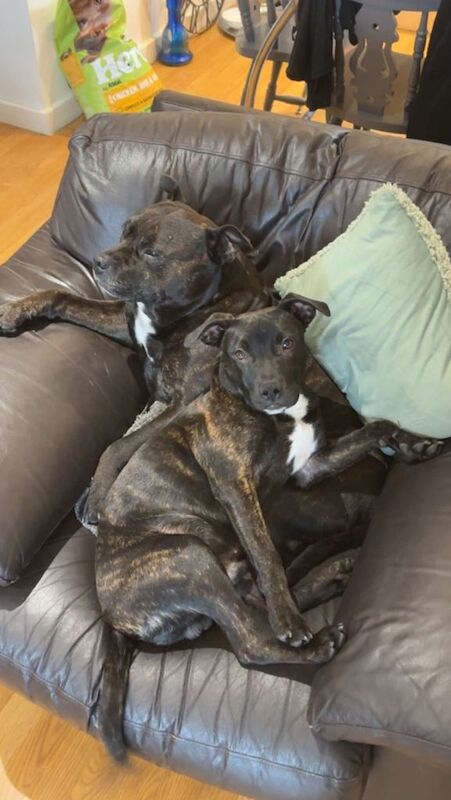 Staffordshire Bull Terrier puppies for sale in Salford, Greater Manchester – 6 months old