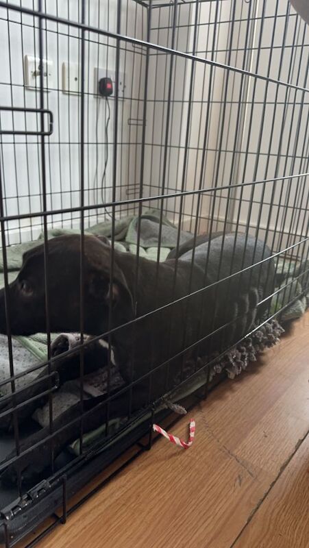 Staffordshire Bull Terrier puppies for sale in Salford, Greater Manchester – 6 months old - Image 2 of 6