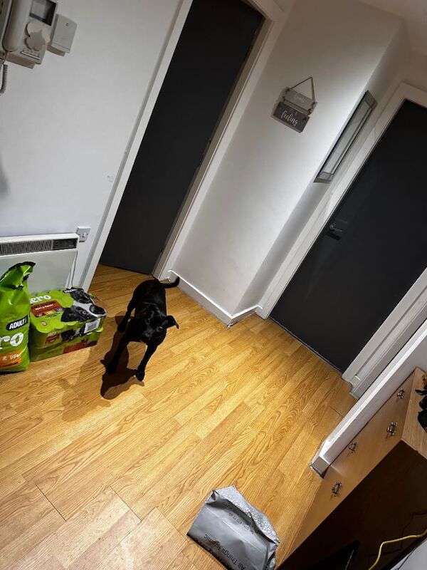 Staffordshire Bull Terrier puppies for sale in Salford, Greater Manchester – 6 months old - Image 4 of 6