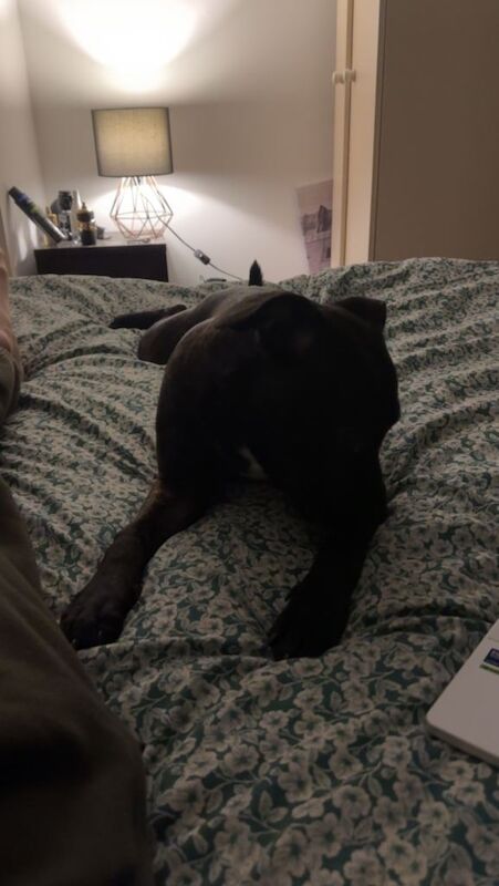 Staffordshire Bull Terrier puppies for sale in Salford, Greater Manchester – 6 months old - Image 5 of 6